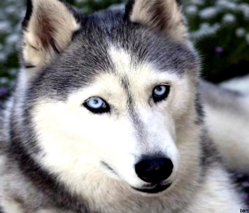 Pomsky Puppies