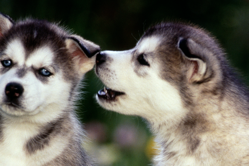 Pomsky Puppies