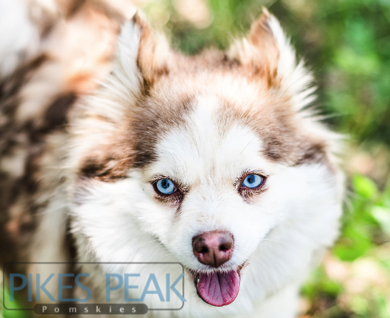 Pomsky Puppies