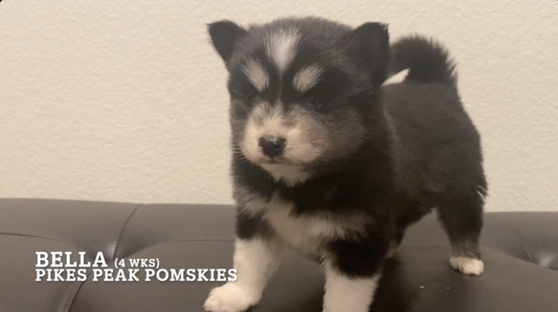 Pomsky Puppies