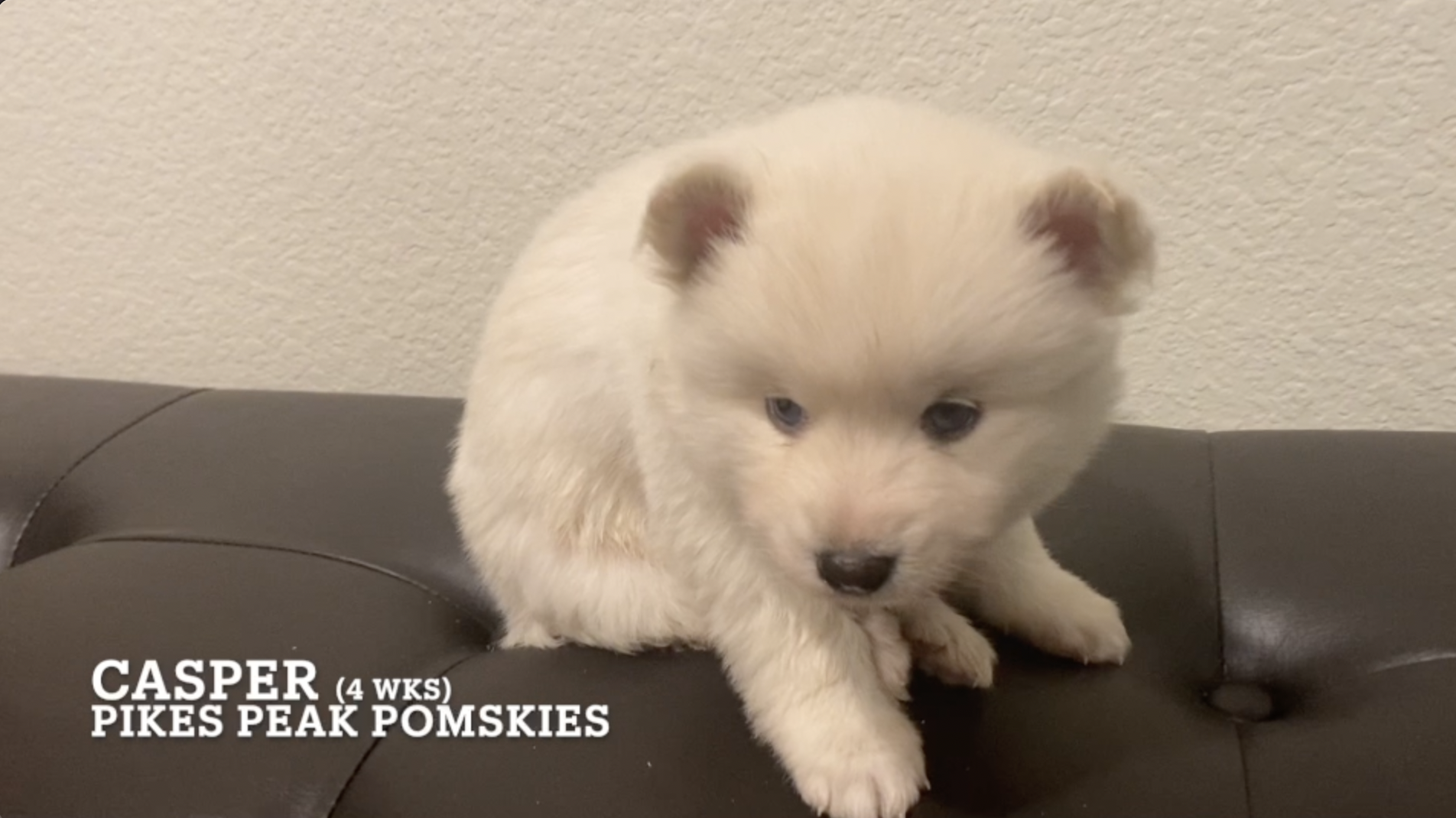 Pomsky Puppies