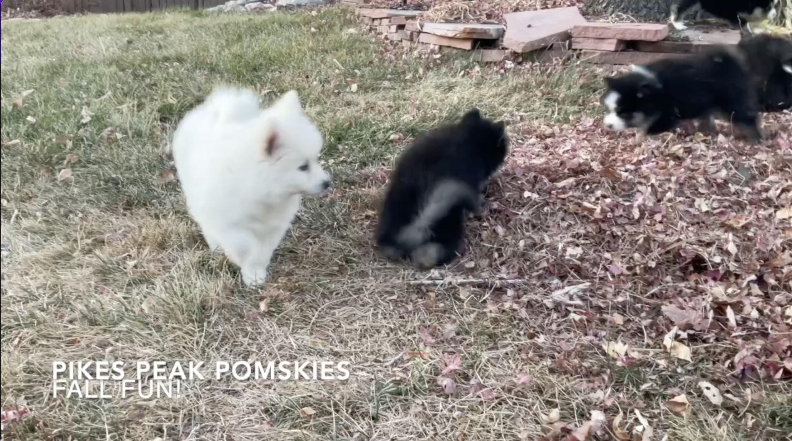 Pomsky Puppies