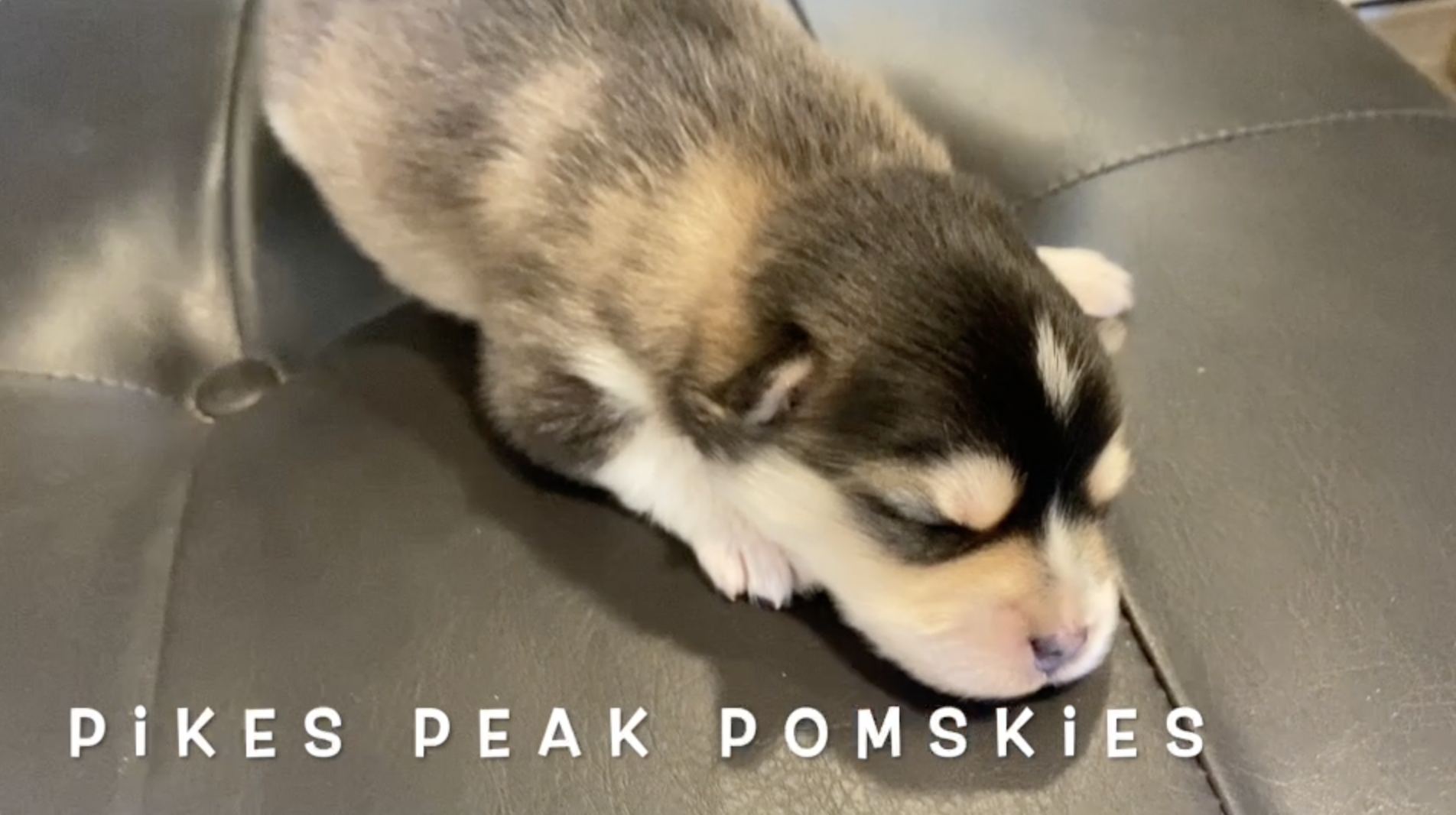 Pomsky Puppies