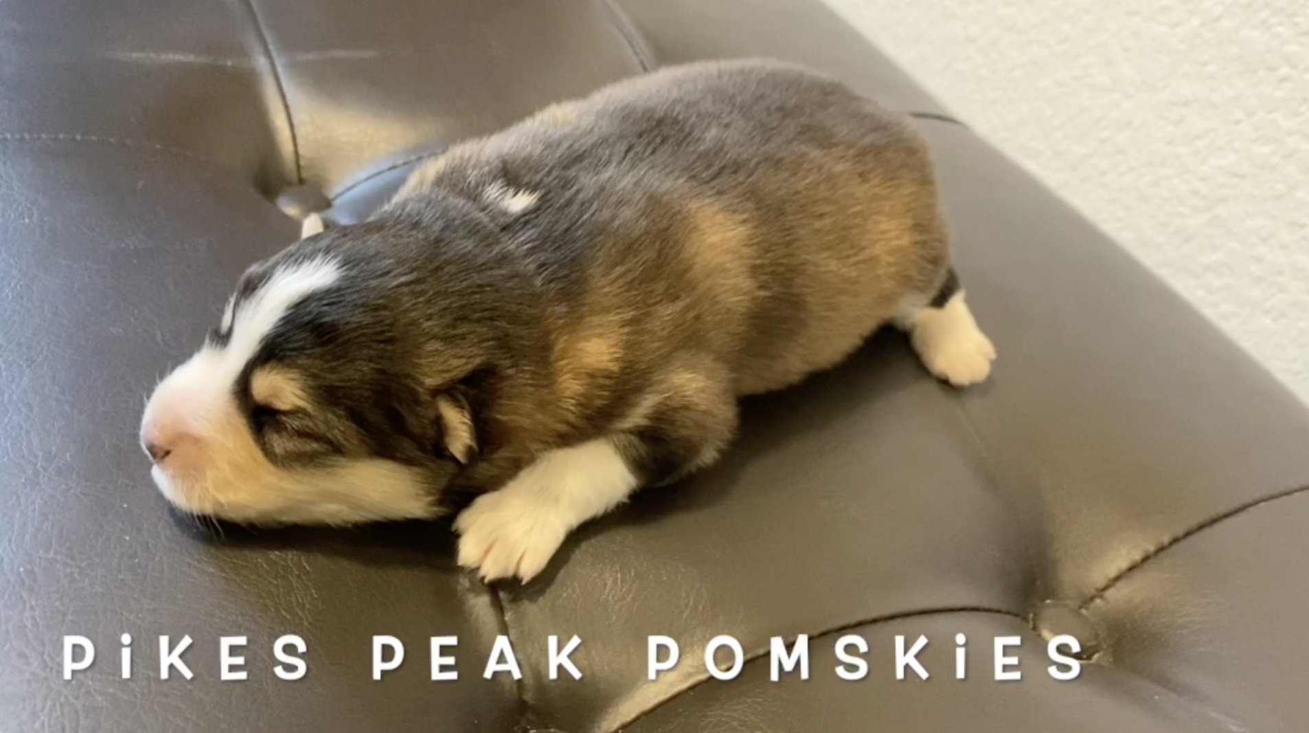 Pomsky Puppies