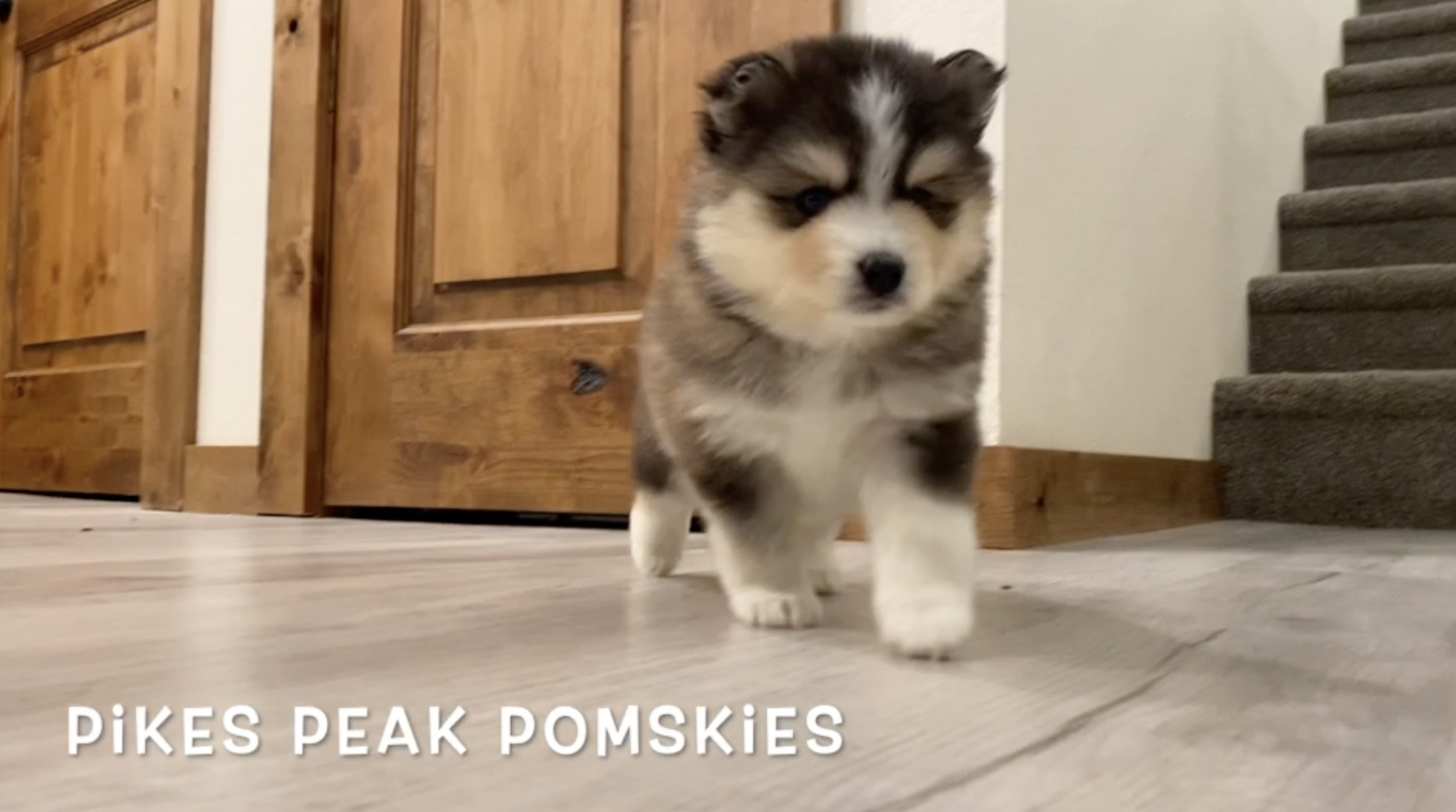 Pomsky Puppies