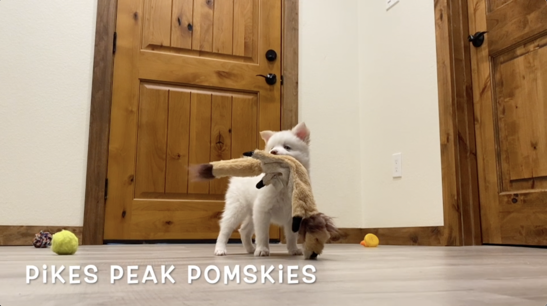 Pomsky Puppies