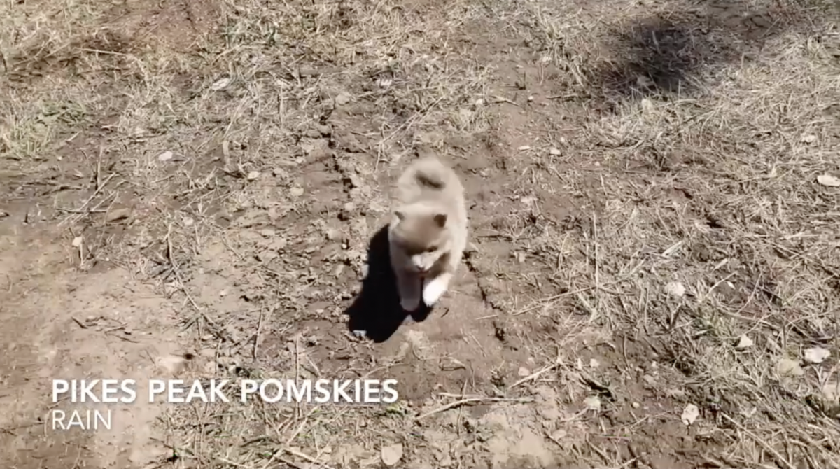 Pomsky Puppies Pomskies