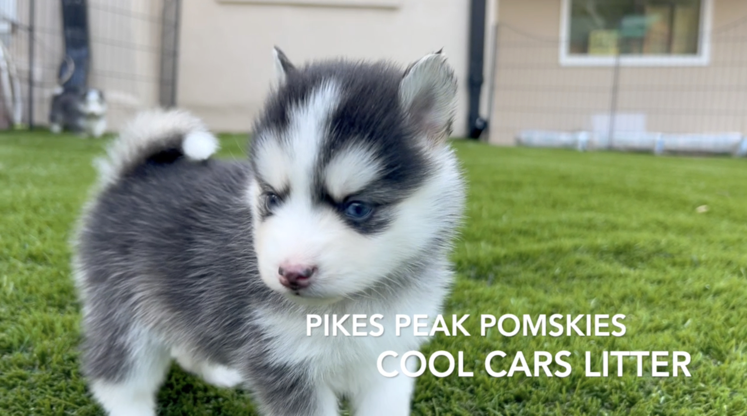 Pomsky Puppies