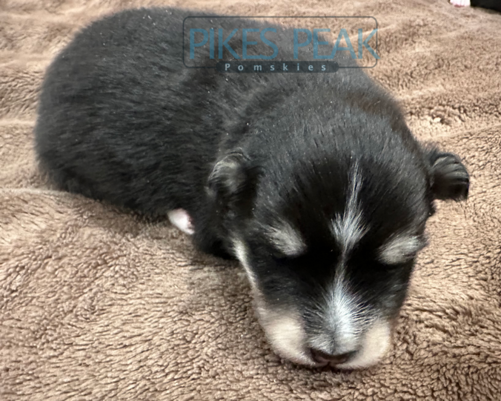 Pomsky puppies