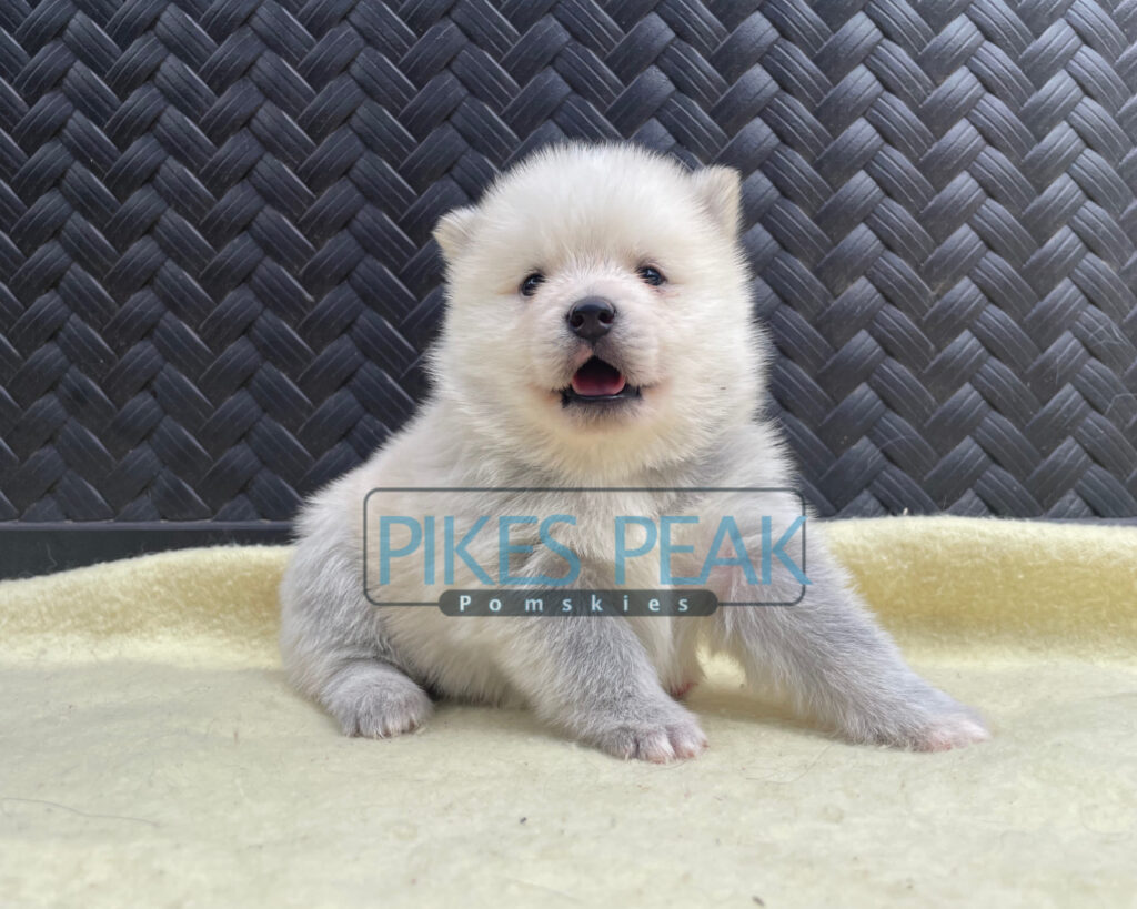Pomsky Puppies