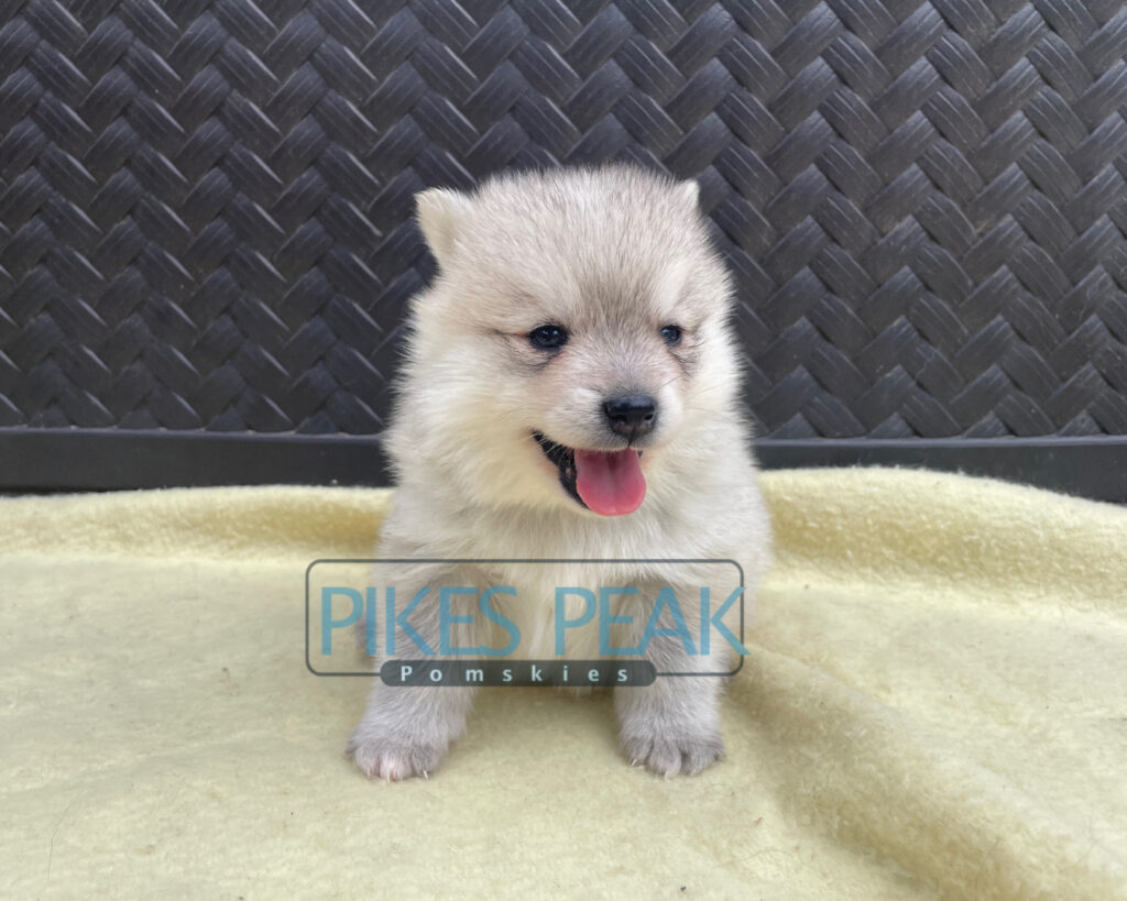 Pomsky Puppies