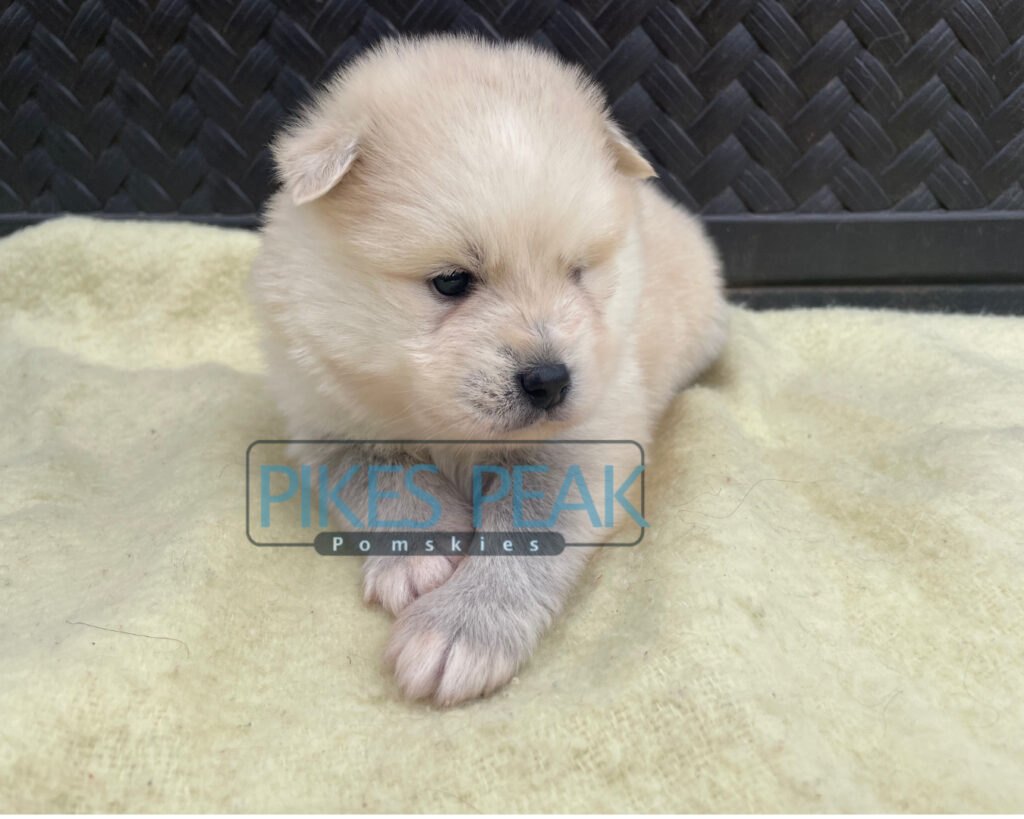 Pomsky Puppies