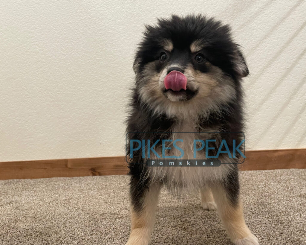 Pomsky Puppies