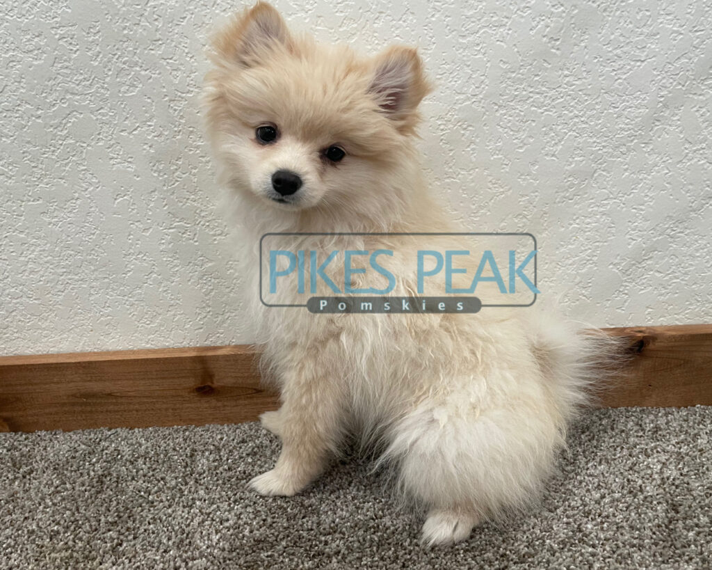 Pomsky Puppies