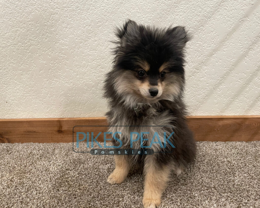 Pomsky Puppies