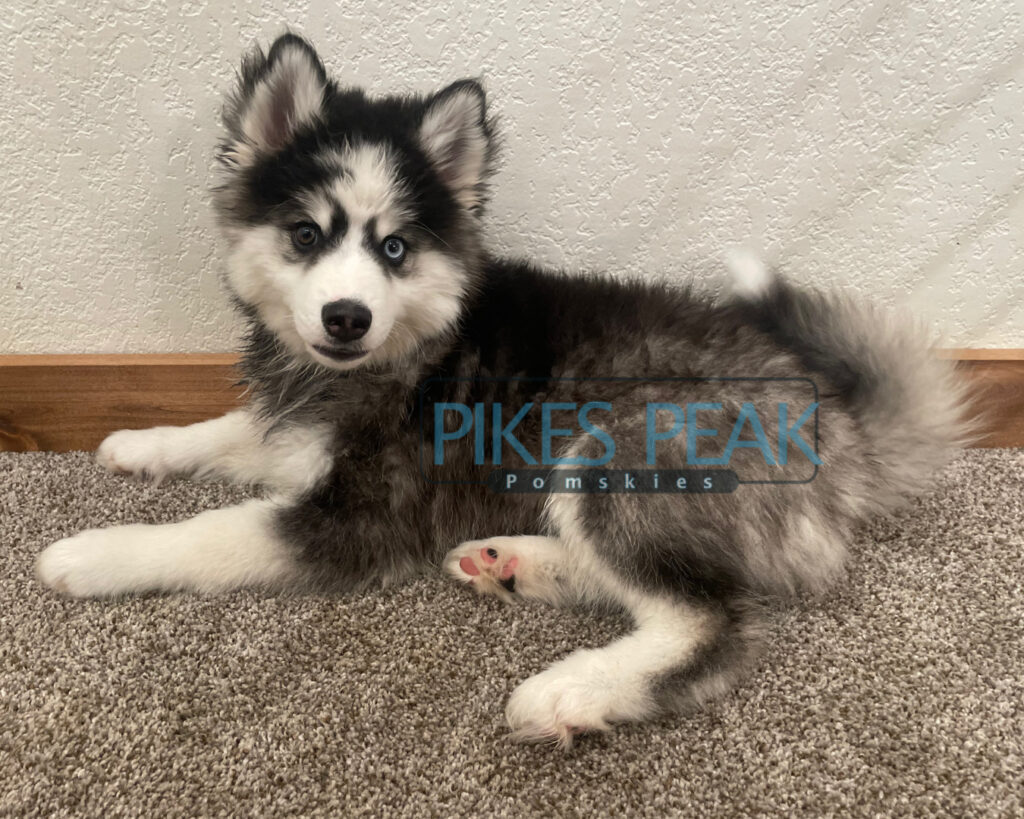 Pomsky Puppies