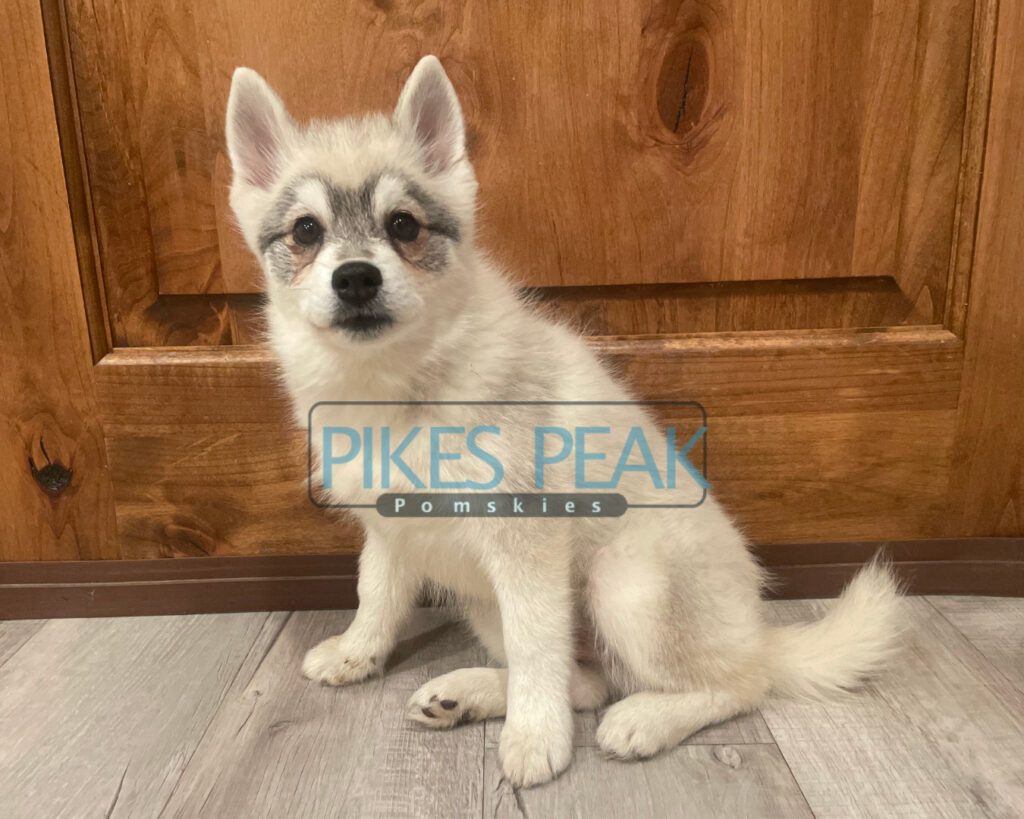 Pomsky Puppies