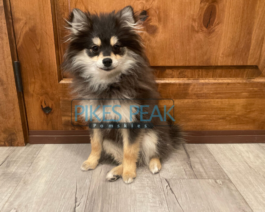 Pomsky Puppies