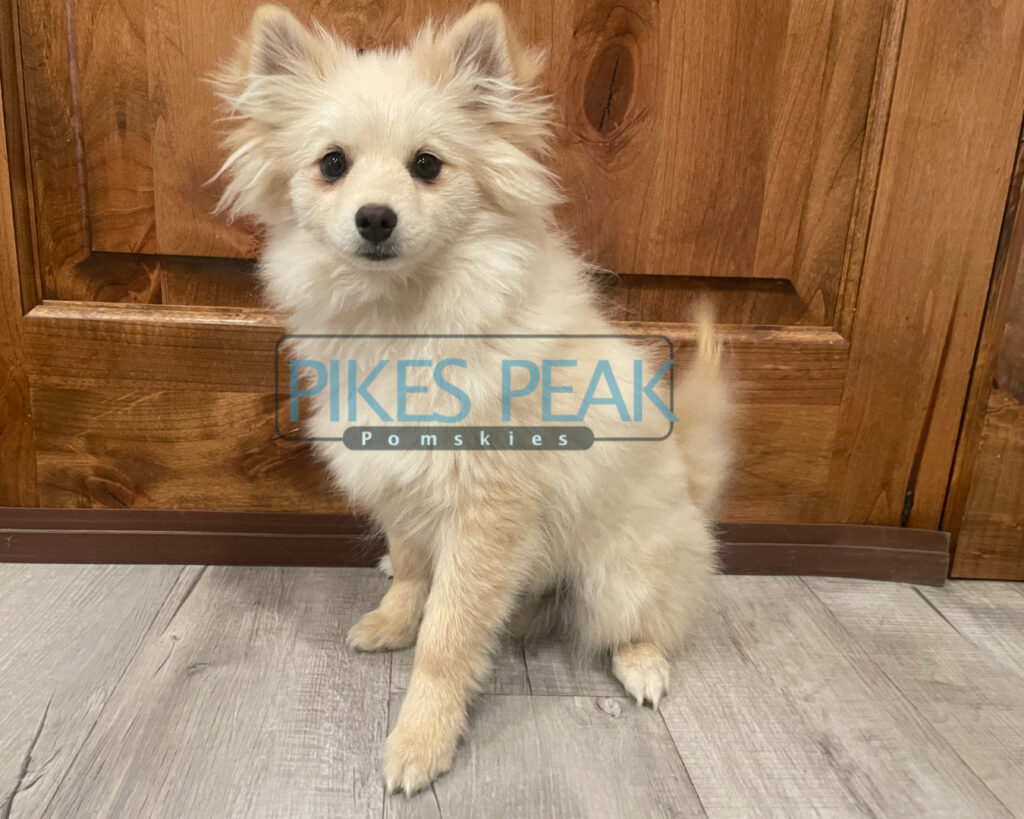 Pomsky Puppies